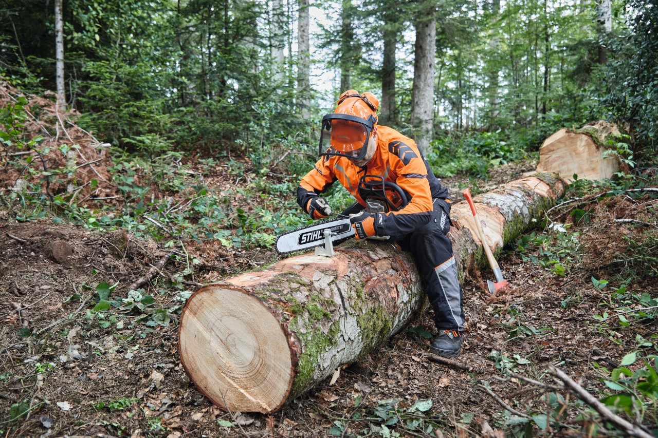 En man i skyddsutrustning använder en STIHL motorsåg med ett massivt sågsvärd för att kapa ett träd som redan har fällts