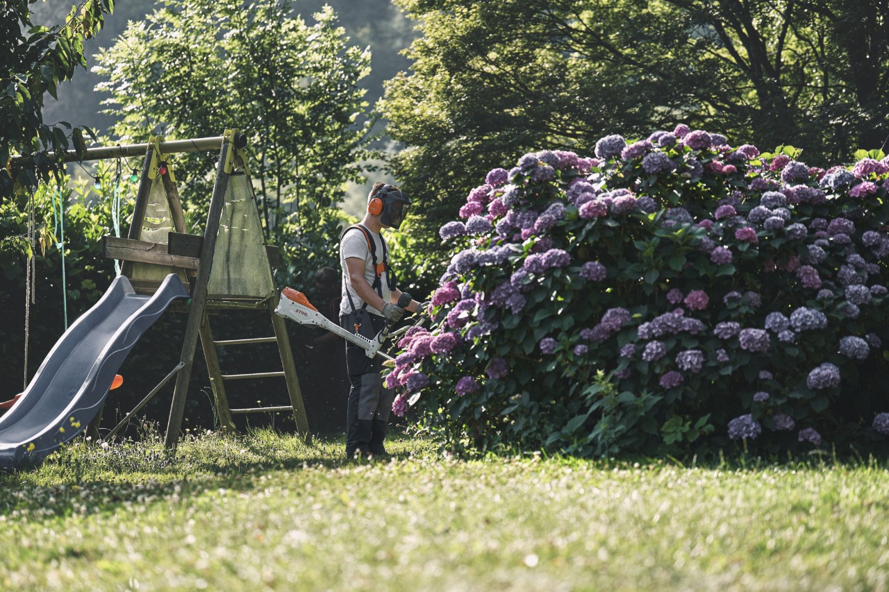 En man med hörsel- och ansiktsskydd står framför en stor hortensia med en STIHL röjsåg 
