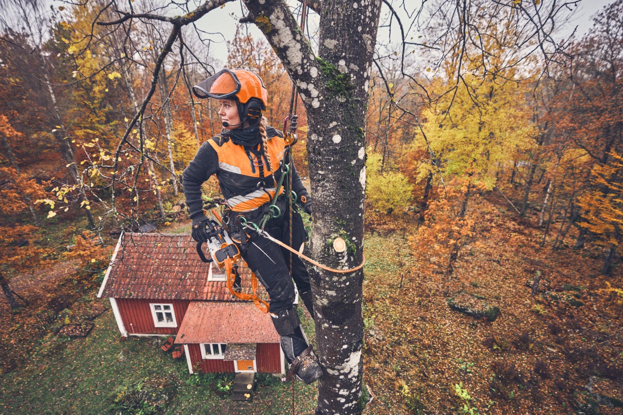 Arboristen Viktoria Carstens hänger i en björk med säkerhetslina och en batteridriven motorsåg av typen STIHL MSA 220 T 
