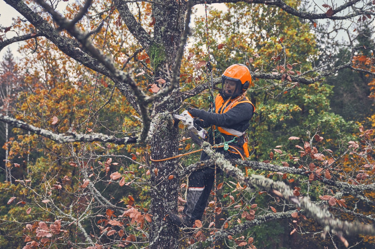 Viktoria Carstens sågar av en gren från ett träd med en batteridriven grenkap STIHL GTA 40