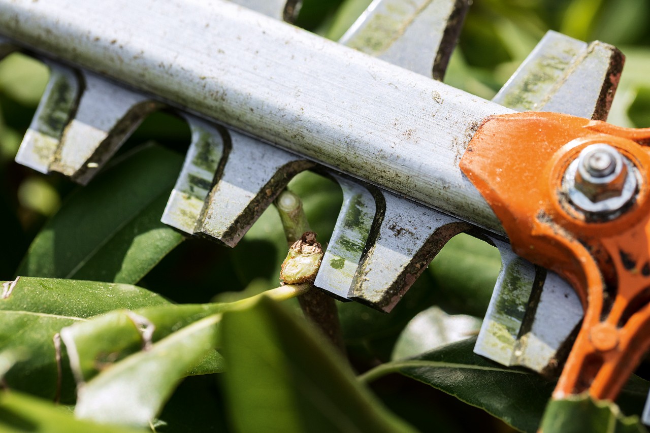 Närbild på STIHL HS 82 T bensindriven häcksax för professionell trimning